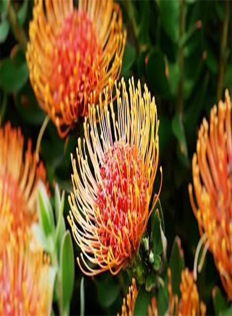 GGOOT 5pcs Fresh Protea Flower Seeds - Image 2