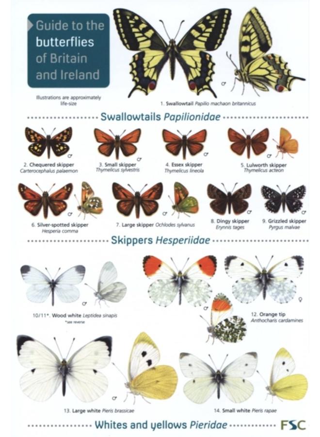 Guide to the butterflies of Britain and Ireland 