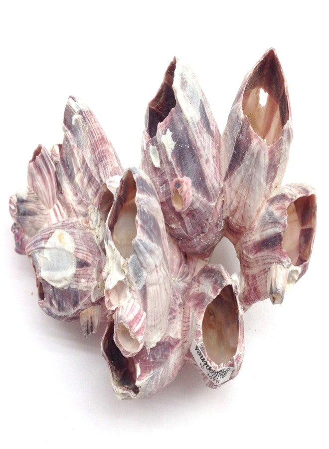 PEPPERLONELY Purple Barnacles Clusters for Saltwater Aquariums, 5 Inch ~ 7 Inch - Image 1