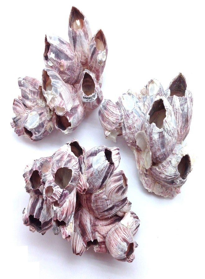 PEPPERLONELY Purple Barnacles Clusters for Saltwater Aquariums, 5 Inch ~ 7 Inch - Image 3