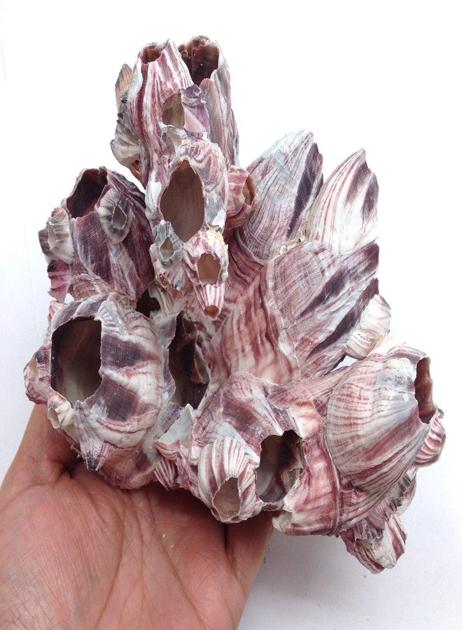 PEPPERLONELY Purple Barnacles Clusters for Saltwater Aquariums, 5 Inch ~ 7 Inch - Image 2
