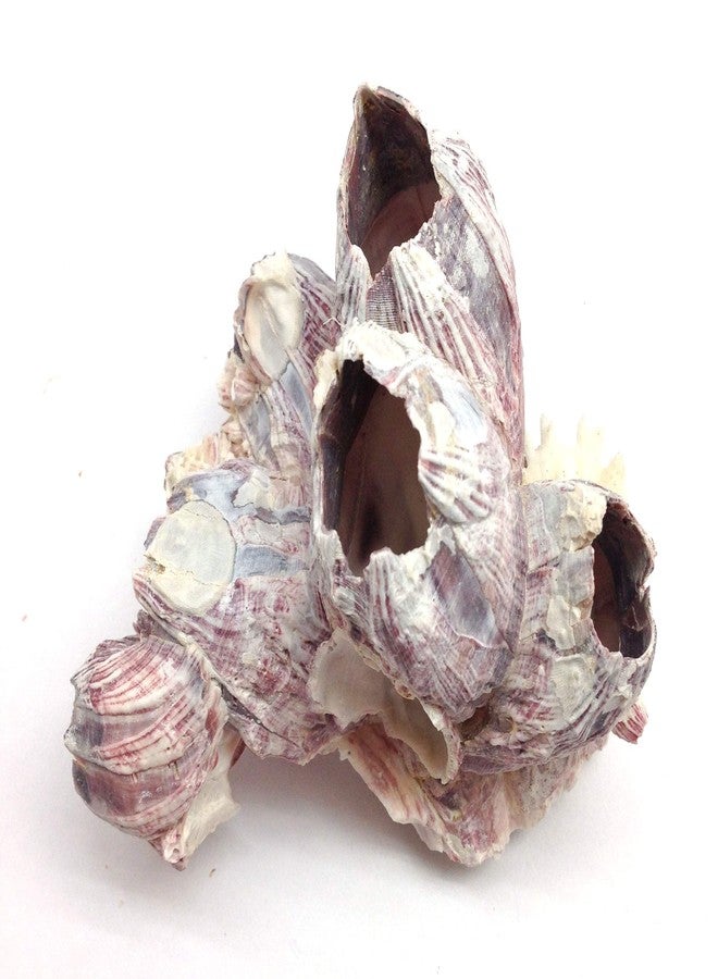 PEPPERLONELY Purple Barnacles Clusters for Saltwater Aquariums, 5 Inch ~ 7 Inch - Image 4