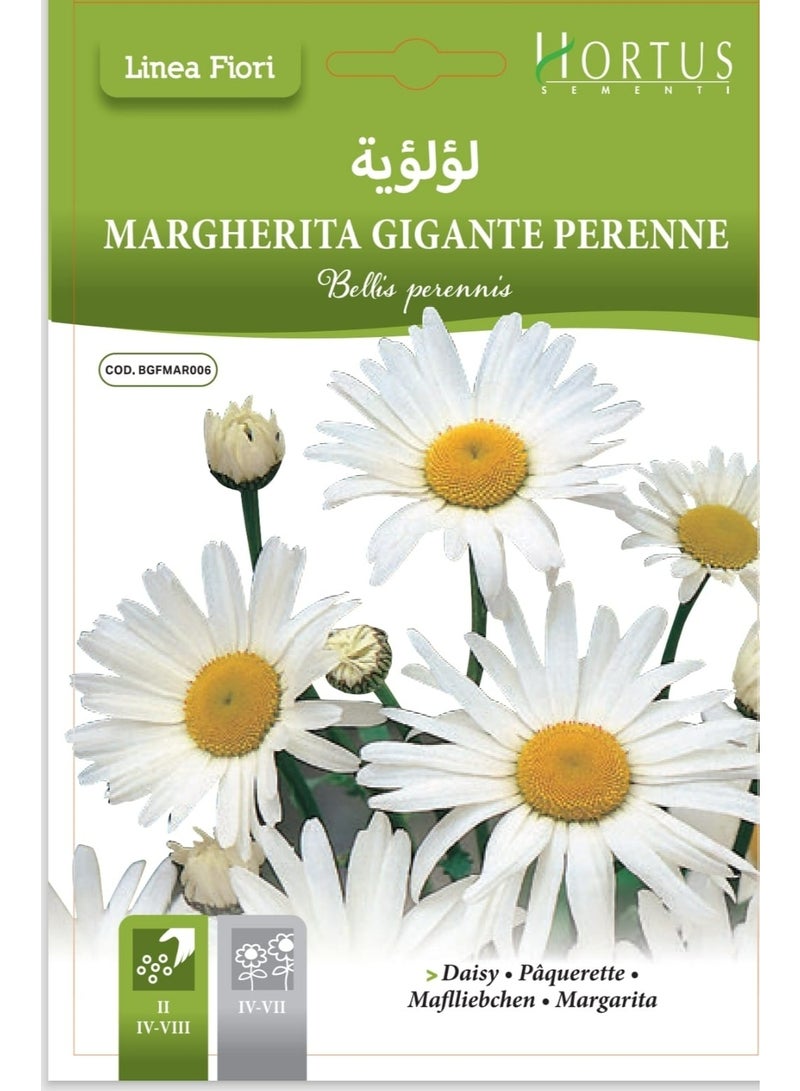 Pearl flower Seeds