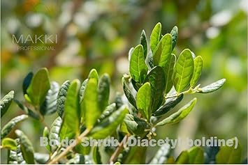 MAKKI BODY WHITENING LIGHTENING CREAM BODY SKIN LIGHTENER WHITENER BRIGHTER ETHNIC - Image 3