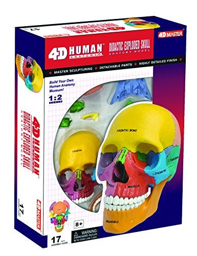 4D Master 26087 4D Anatomy Didactic Exploded Skull Model