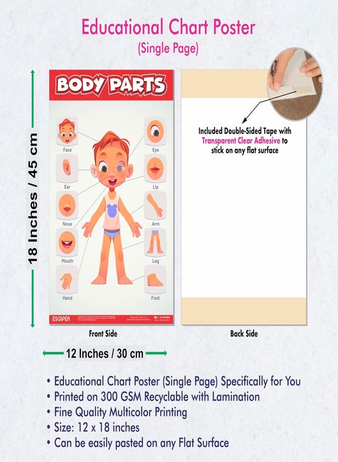 ESCAPER Body Parts Educational Charts for Kids, Charts for Kids Learning (11.5 x 17.5 inches), Kids Study Material, Kids Learning Books, Educational Posters - Image 3