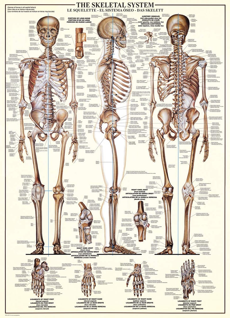 EuroGraphics Skeletal System (Chart) Puzzle (1000-Piece) (6000-3970) , Brown - Image 2