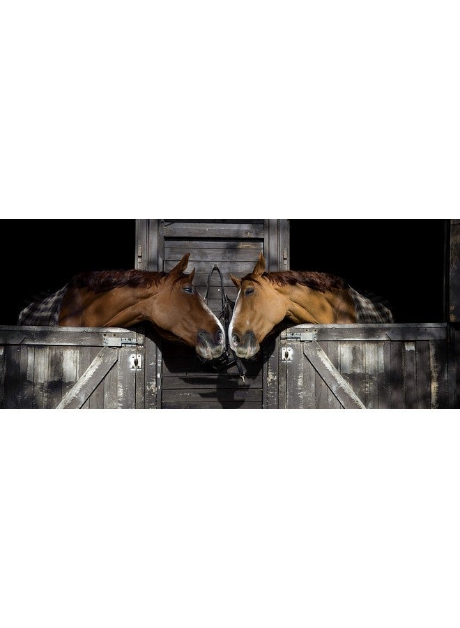 إنتريبيد إنترناشونال فرشاة الحصان السحرية من إنترابيد إنترناشونال، لمجموعة العناية بالخيول مع شعيرات بلاستيكية متينة، فرش للعناية بالخيول، تزيل الأوساخ والعرق والأوساخ، لون أسود - Image 5