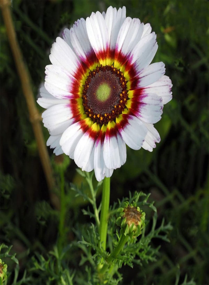 seeds 50 Giant Cape Wild Daisy Flower Seeds to Grow 60cm Colourful Plants Zulu Prince
