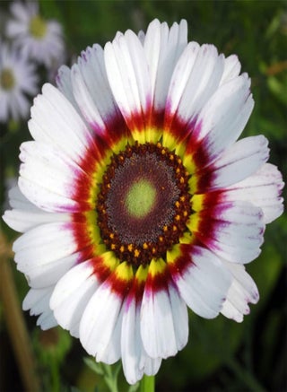 seeds 50 Giant Cape Wild Daisy Flower Seeds to Grow 60cm Colourful Plants Zulu Prince - pzsku/Z796BDF74CF2457612586Z/45/1743068824/5bfdb8d8-ad08-4a91-8b87-a39a3d42597b