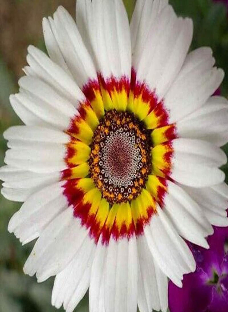 seeds 50 Giant Cape Wild Daisy Flower Seeds to Grow 60cm Colourful Plants Zulu Prince