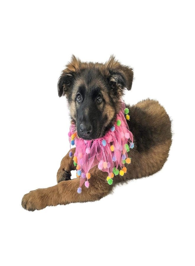 Midlee Pink Birthday Pom Pom Dog Collar (Small) - Image 5