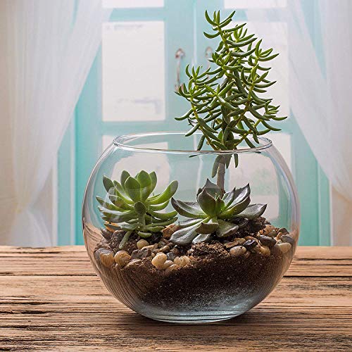 Incrizma Terarium Glass Bubble Bowl, Fish Bowl, Rose Bowl - Glass Round Vase for Weddings, Events, Decorating, Arrangements for Office or Home Decor (Dia - 20 CM) - Image 2