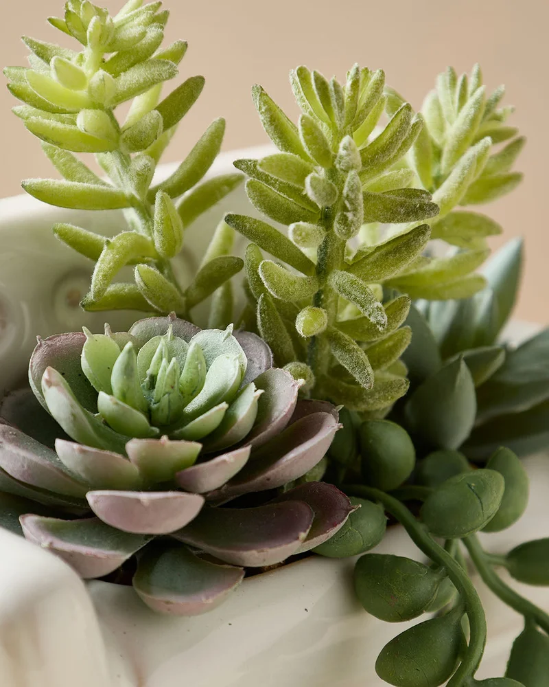 REDTAG Green Succulent In Sofa Pot