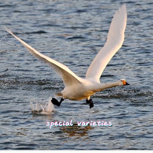 XKTEI 50pcs White Feathers 8~10 in,Beautiful Bulk Long Feather for Crafts（21-25CM）,Big Size Bilateral Natural Goose Feather,for Wedding Dress and Party Decoration,DIY Fabricating Handicraft Article(White) - Image 2