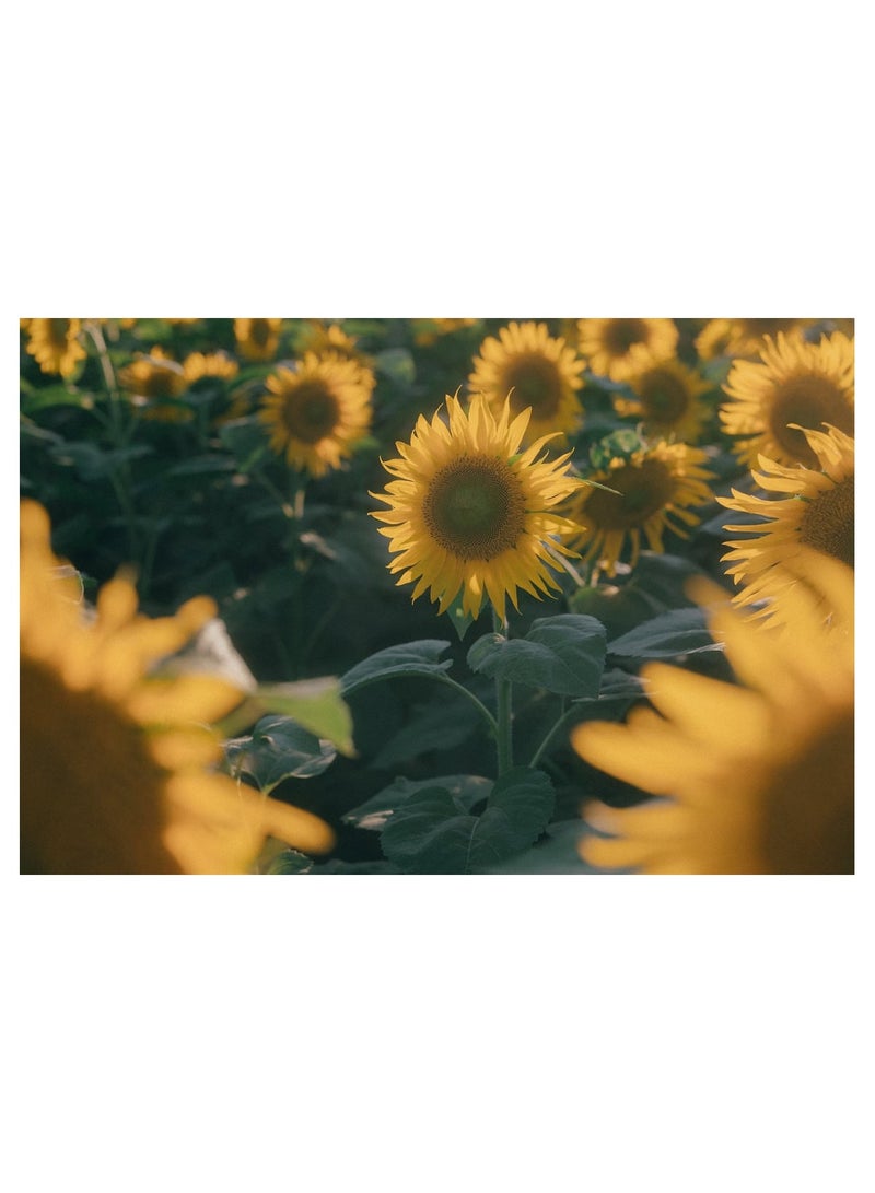Anna 1000-Piece Sunflower Landscape Puzzle - Engaging Brain Teaser for Nature Lovers - Image 1