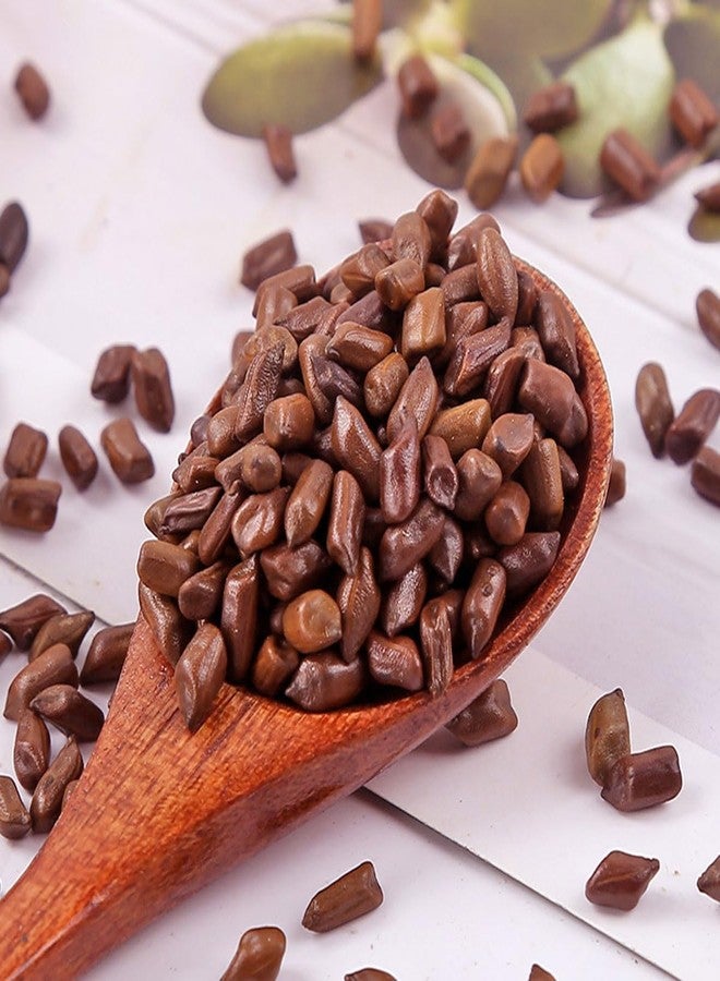 MIHUNTANG Cassia Seed Tea 17.63 oz Jue Ming Zi Cooked Cassia Seeds Cassia Angustifolia Tea Cassia Seed Tea cooked frying 熟决明子茶 500g - Image 5
