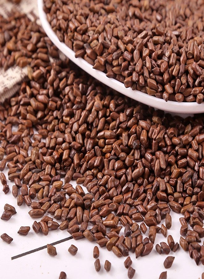 MIHUNTANG Cassia Seed Tea 17.63 oz Jue Ming Zi Cooked Cassia Seeds Cassia Angustifolia Tea Cassia Seed Tea cooked frying 熟决明子茶 500g - Image 4
