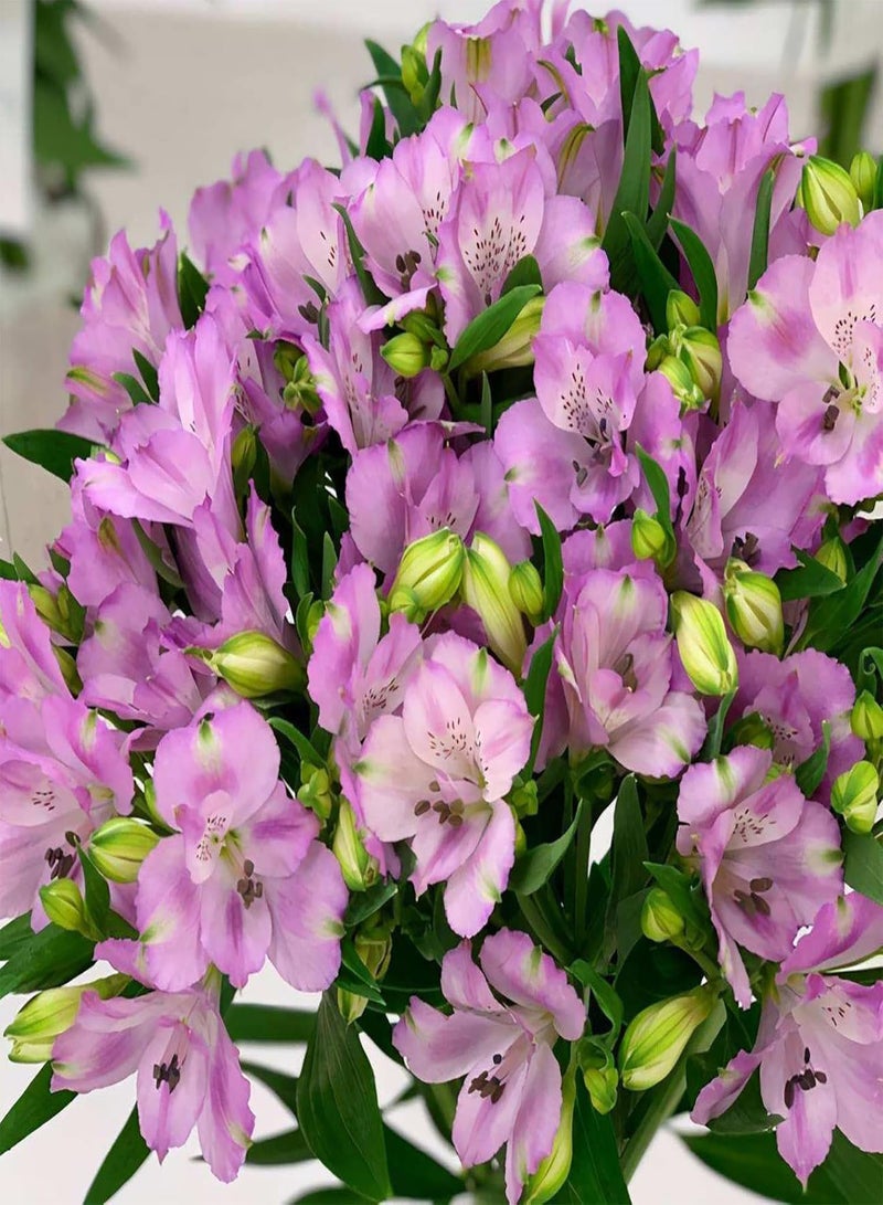 GGOOT 100Pcs/Bag Plant Seeds High Germination Rate Easy to Cultivate Natural Long Term Storage Lightweight Mix of Colourful Flower Seeds, Mini Bonsai Seeds for The Garden Mix Color One Size - Image 3