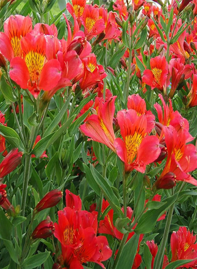 GGOOT 100Pcs/Bag Plant Seeds High Germination Rate Easy to Cultivate Natural Long Term Storage Lightweight Mix of Colourful Flower Seeds, Mini Bonsai Seeds for The Garden Mix Color One Size - Image 5