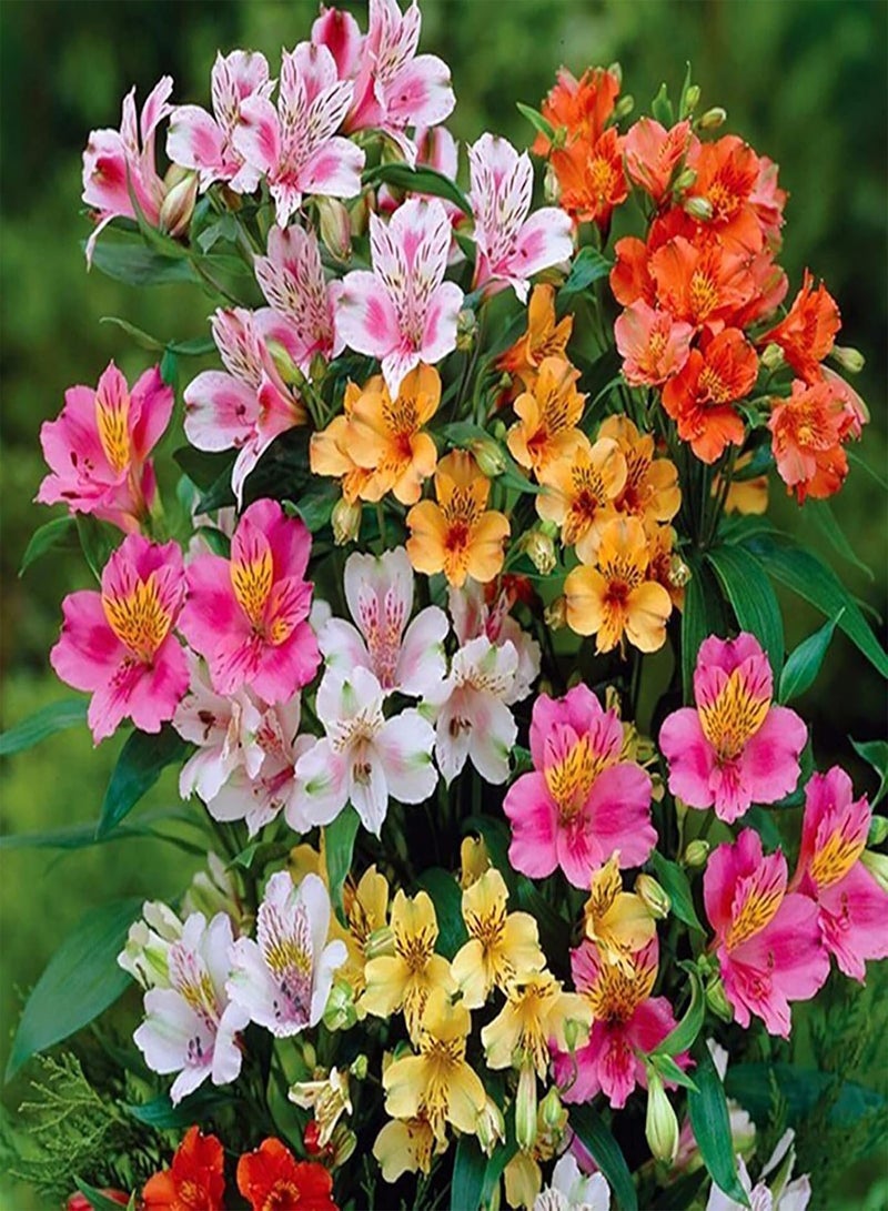 GGOOT 100Pcs/Bag Plant Seeds High Germination Rate Easy to Cultivate Natural Long Term Storage Lightweight Mix of Colourful Flower Seeds, Mini Bonsai Seeds for The Garden Mix Color One Size - Image 1