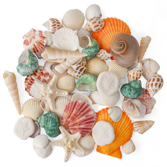 SEA SHELLS MIXED BEACH SEASHELLS 12 KINDS VARIOUS SIZES NATURAL SEA SHELLS BEACH PARTY DIY FISH TANK VASE FILLER