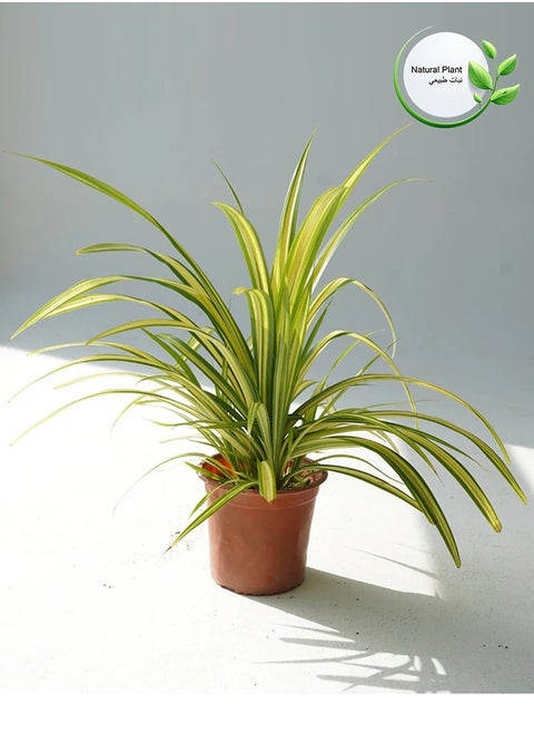 Chlorophytum Atlantic Is A Natural Tree