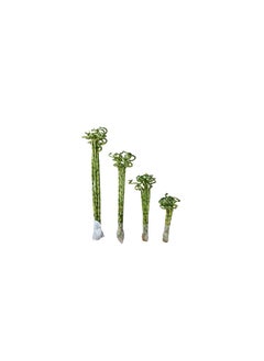 Lucky Bamboo 60 cm stick/ Live indoor plant/