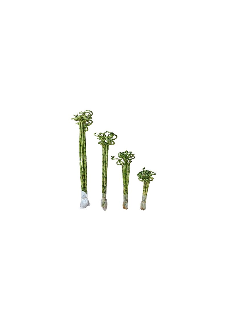 Generic - Lucky Bamboo 60 cm stick/ Live indoor plant/ - Image 1