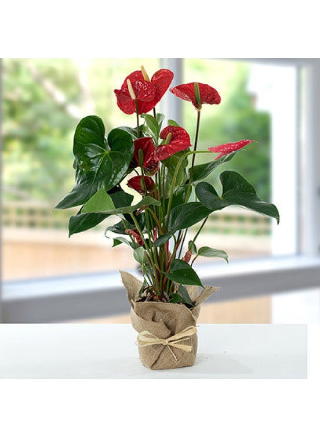 Ferns N Petals Red Anthurium Jute Wrapped Potted Plant