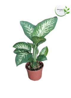 Indoor Natural Plants And Trees - pzsku/Z79927DA3DEBB7C1E0A21Z/45/_/1729606973/d0bd2b4a-3245-48c2-869b-5d466622571f