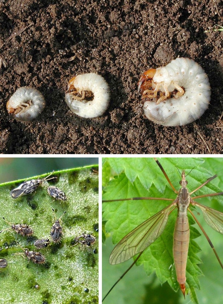 general DAVID GRAYS Systemic Bug Killer Granula Garden Insecticide 1 kg - Image 3