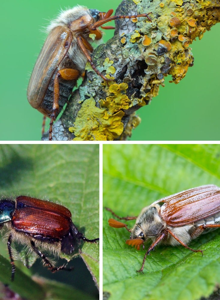 general DAVID GRAYS Systemic Bug Killer Granula Garden Insecticide 1 kg - Image 4