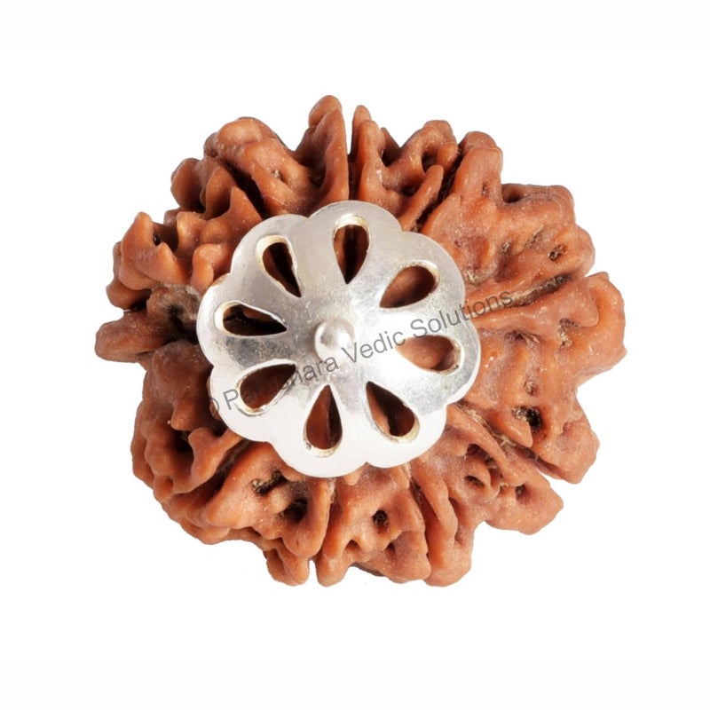 Arkam Nine Mukhi Rudraksha Certified/Original Nepali 9 Mukhi Rudraksh/Natural 9 faced Rudraksha with Silver Pendant (Brown) with Certificate and Puja Instructions - Image 2