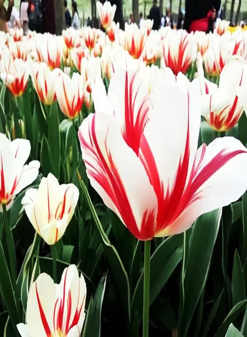 GGOOT 10Stück gemischte Farbe Tulpenzwiebeln exotische Blumen Einfach wachsen Garten Hof Landschaft Dekoration kultivieren Pflanzinteresse ziehen Bienen Schmetterlinge an - Image 3
