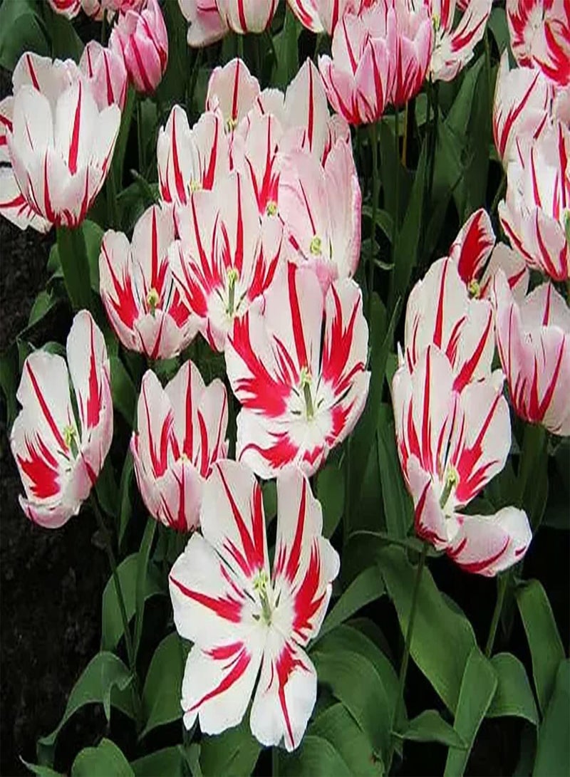 GGOOT 10Stück gemischte Farbe Tulpenzwiebeln exotische Blumen Einfach wachsen Garten Hof Landschaft Dekoration kultivieren Pflanzinteresse ziehen Bienen Schmetterlinge an - Image 2