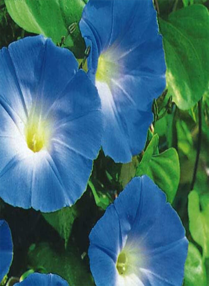 GGOOT Approx 14500 Seeds (500 Grams Seeds) of Ipomoea Morning Glory Heavenly Blue Bulk
