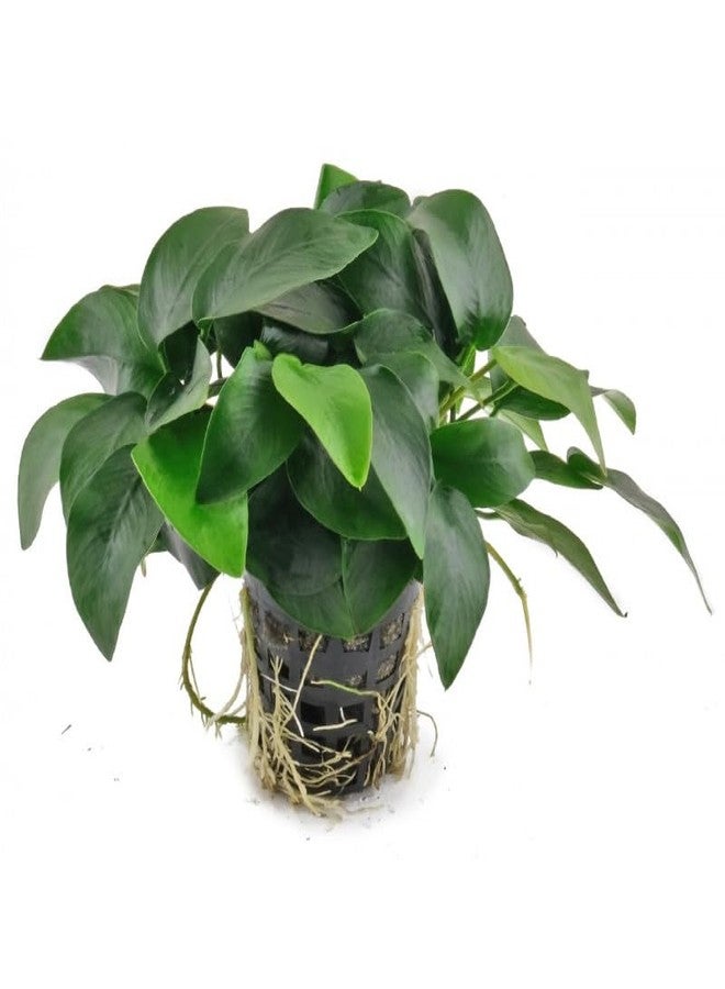 كينكو أنوبياس نانا في وعاء حوض السمك