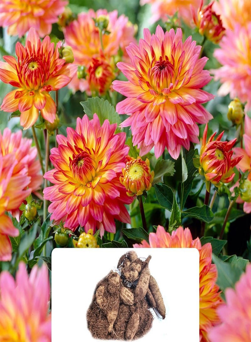 GGOOT 2 Dahlia Gallery Pablo \u2013 Compact Dwarf Bedding Dahlia with Abundant Coral-Red Flowers \u2013 Perfect for a Stunning Garden, Tailored for UK Climate - Image 1