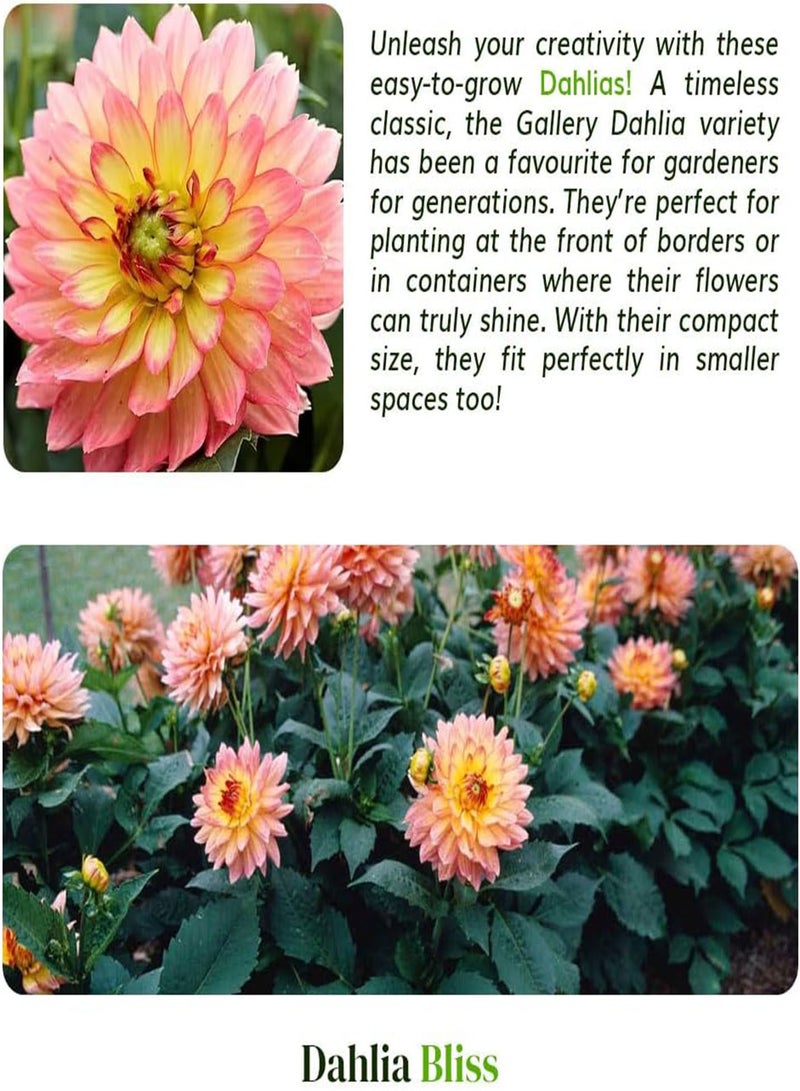 GGOOT 2 Dahlia Gallery Pablo \u2013 Compact Dwarf Bedding Dahlia with Abundant Coral-Red Flowers \u2013 Perfect for a Stunning Garden, Tailored for UK Climate - Image 4