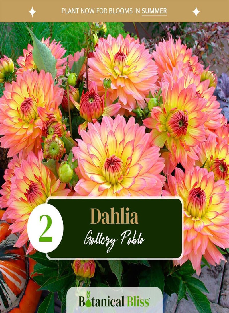 GGOOT 2 Dahlia Gallery Pablo \u2013 Compact Dwarf Bedding Dahlia with Abundant Coral-Red Flowers \u2013 Perfect for a Stunning Garden, Tailored for UK Climate - Image 2