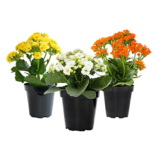 Plants for Pets Kalanchoe Live Succulents Plants Live Flowers (3 Pack), Kalanchoe Plant Live Succulent Plants, Kalanchoe Plants Live Indoor Plants Live Houseplants, Fresh Flowers for Delivery Prime by Plants for Pets - Image 1
