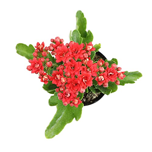 Plants for Pets Kalanchoe Live Succulents Plants Live Flowers (3 Pack), Kalanchoe Plant Live Succulent Plants, Kalanchoe Plants Live Indoor Plants Live Houseplants, Fresh Flowers for Delivery Prime by Plants for Pets - Image 5