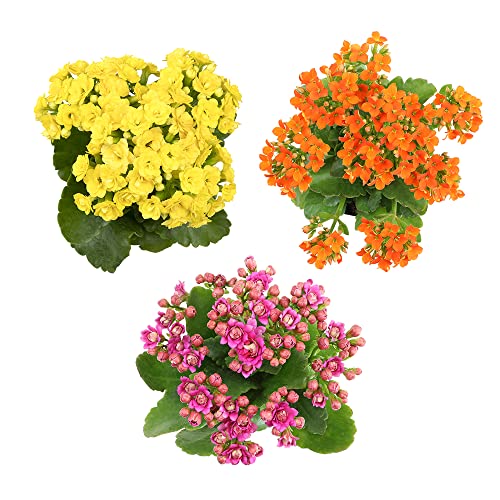 Plants for Pets Kalanchoe Live Succulents Plants Live Flowers (3 Pack), Kalanchoe Plant Live Succulent Plants, Kalanchoe Plants Live Indoor Plants Live Houseplants, Fresh Flowers for Delivery Prime by Plants for Pets - Image 3