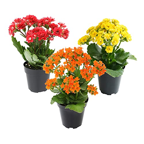 Plants for Pets Kalanchoe Live Succulents Plants Live Flowers (3 Pack), Kalanchoe Plant Live Succulent Plants, Kalanchoe Plants Live Indoor Plants Live Houseplants, Fresh Flowers for Delivery Prime by Plants for Pets - Image 2