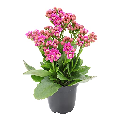 Plants for Pets Kalanchoe Live Succulents Plants Live Flowers (3 Pack), Kalanchoe Plant Live Succulent Plants, Kalanchoe Plants Live Indoor Plants Live Houseplants, Fresh Flowers for Delivery Prime by Plants for Pets - Image 4