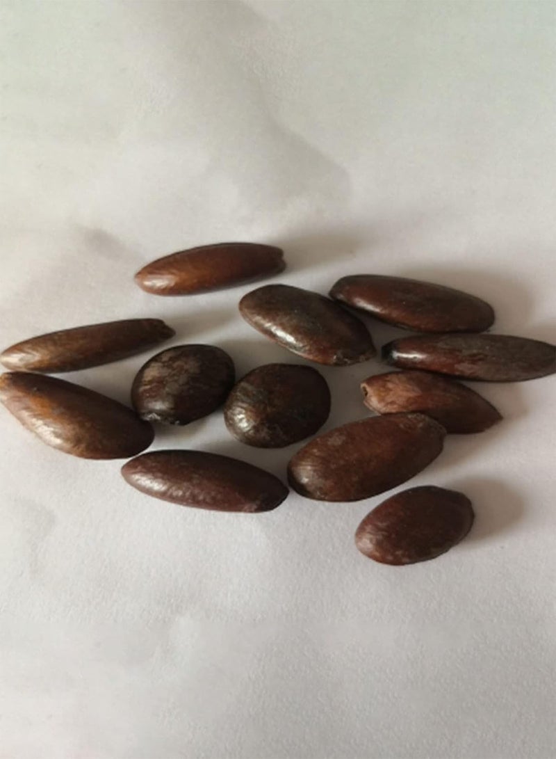 GGOOT Fresh Fruit Seed with 20Pc Green Soursop Seeds Annona Muricata Seeds Tropical Fruit Garden Plant Seeds for Planting Garden Yard Home Landscaping - Image 2