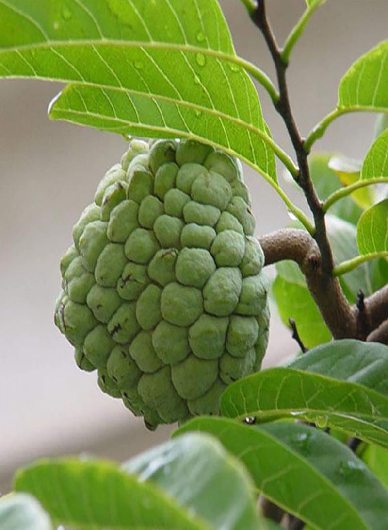 GGOOT Fresh Fruit Seed with 20Pc Green Soursop Seeds Annona Muricata Seeds Tropical Fruit Garden Plant Seeds for Planting Garden Yard Home Landscaping - Image 1