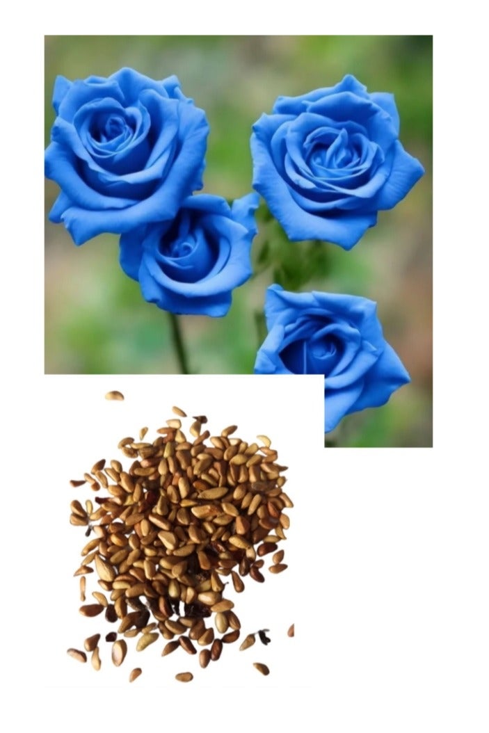 100 قطعة من بذور الورد لزراعة حديقة الشرفة، بذور الورد الأزرق السماوي - Image 1