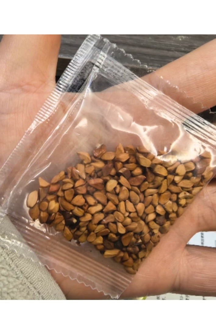 100 قطعة من بذور الورد لزراعة حديقة الشرفة، بذور الورد الأزرق السماوي - Image 2